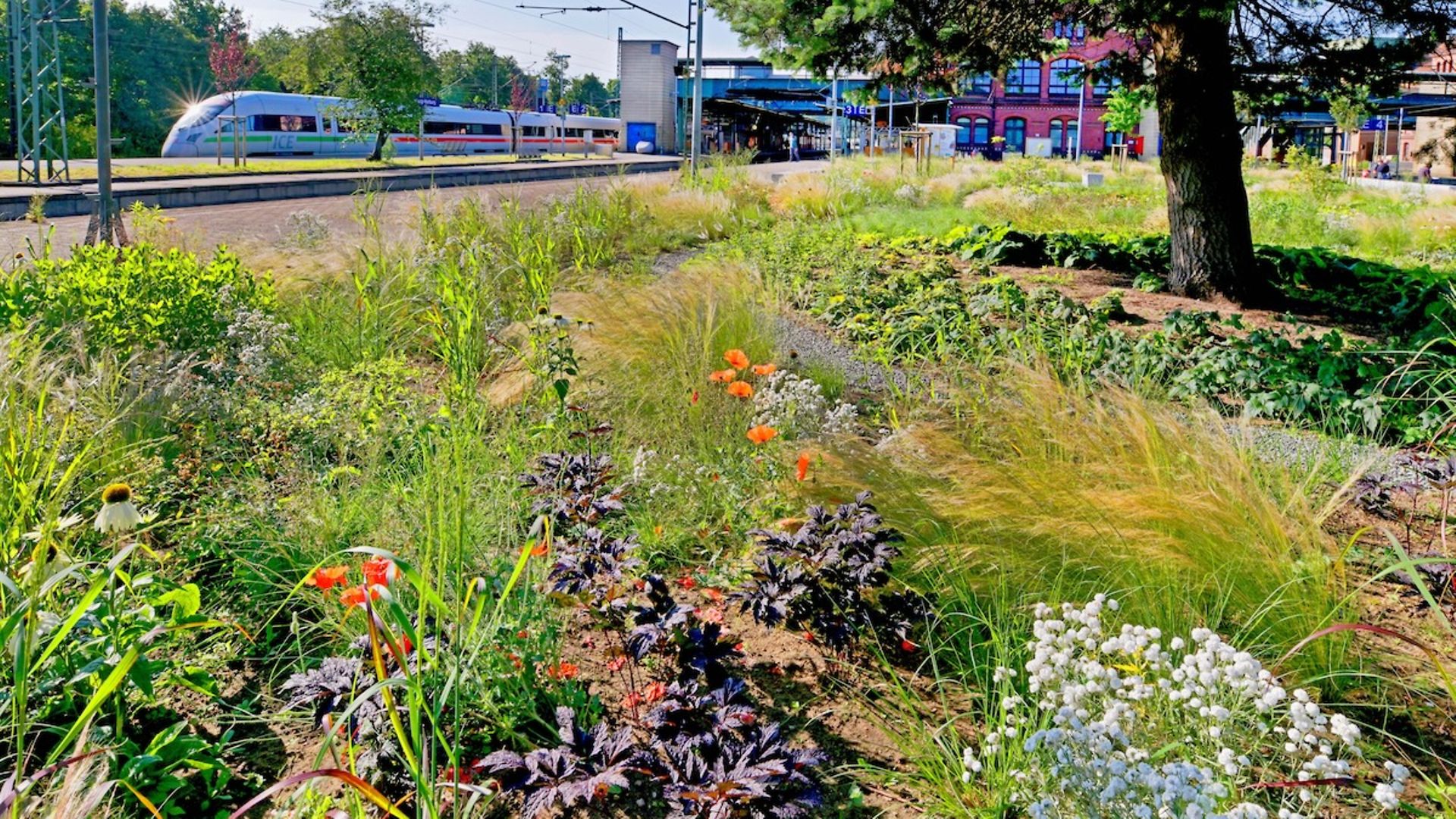 Klimaresilienzmaßnahmen am Bahnhof in Hamburg Harburg